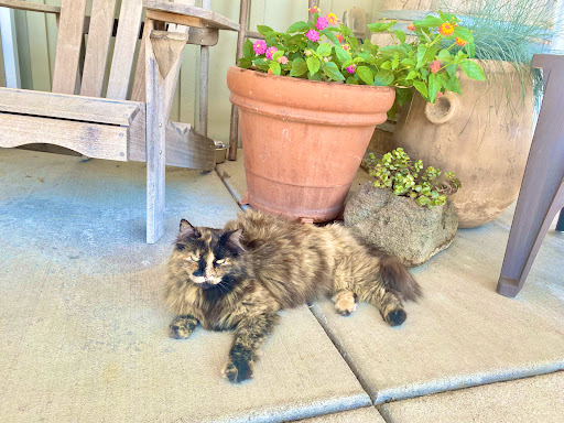 Livestock Breeder «Alpacas at Marquam Hill Ranch», reviews and photos, 35835 OR-213, Molalla, OR 97038, USA