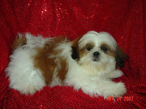 Amazing Shih-Tzu's