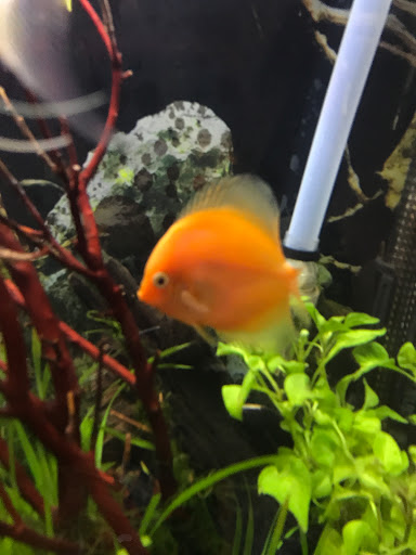 Pet Store «Petland Discounts - Parkchester», reviews and photos, 1949 Westchester Ave, Bronx, NY 10462, USA