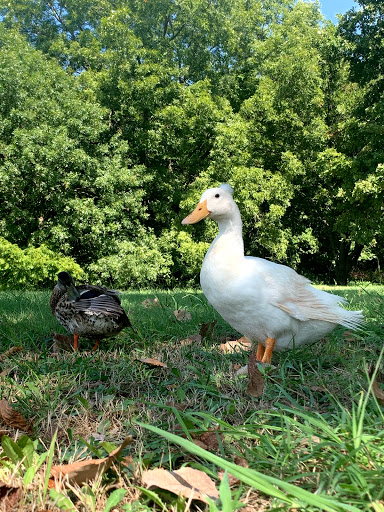 Park «Waterview Park», reviews and photos, 1700 Whitecliff Dr, Duncanville, TX 75137, USA