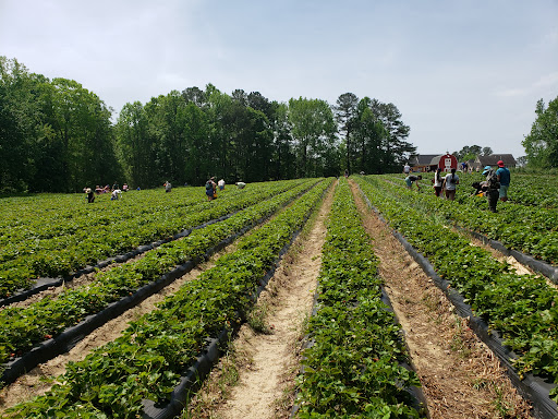 Buckwheat Farm