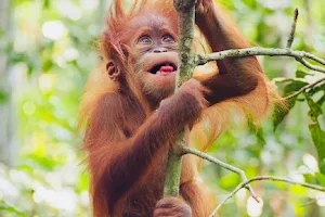Sumatra Orangutan Treks image