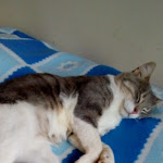 Photo n°5 de l'avis de Dorina.r fait le 17/10/2018 à 08:48 sur le  CIACCO - Restaurant Bistrò à Rome