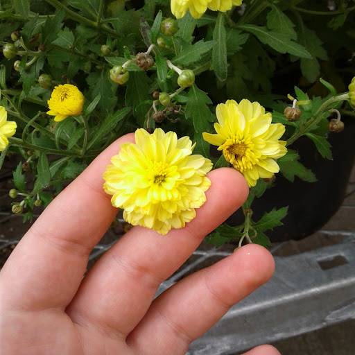 Home Improvement Store «The Home Depot», reviews and photos, 5410 Perkiomen Ave, Reading, PA 19606, USA