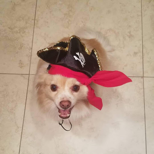 Pet Groomer «Collar & Leash Pet Shop», reviews and photos, 9772 Chapman Ave, Garden Grove, CA 92841, USA