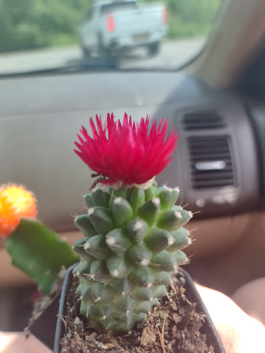 Department Store «Walmart Supercenter», reviews and photos, 6265 Brockport Spencerport Rd, Brockport, NY 14420, USA