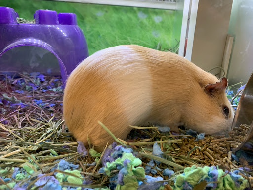 Pet Supply Store «PetSmart», reviews and photos, 250 Grossman Dr, Braintree, MA 02184, USA