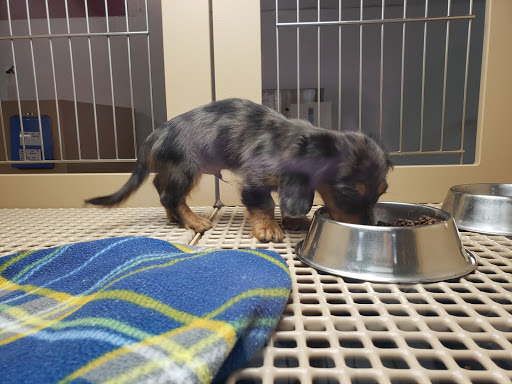 Pet Supply Store «Petland Tyler», reviews and photos, 4512 S Broadway Ave, Tyler, TX 75703, USA