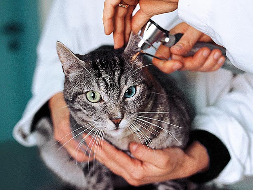 The Cat Doctor