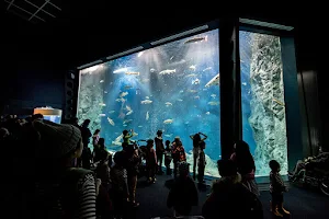 Chitose Salmon Aquarium image