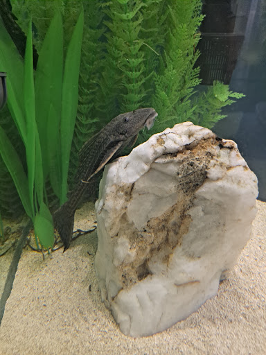 Pet Supply Store «Pet Supplies Plus», reviews and photos, 3100 Manchester Rd, Akron, OH 44319, USA