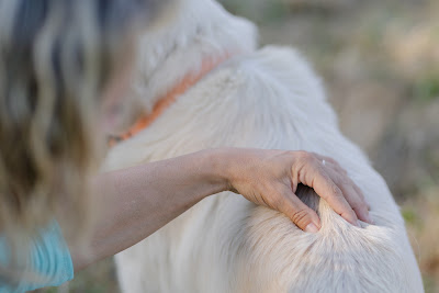 Holia'Vet - Ostéopathie animale à domicile pratiquée par un Vétérinaire- pays de la Loire- Chiens, chats, chevaux, vaches.... à Saint-Mars-du-Désert