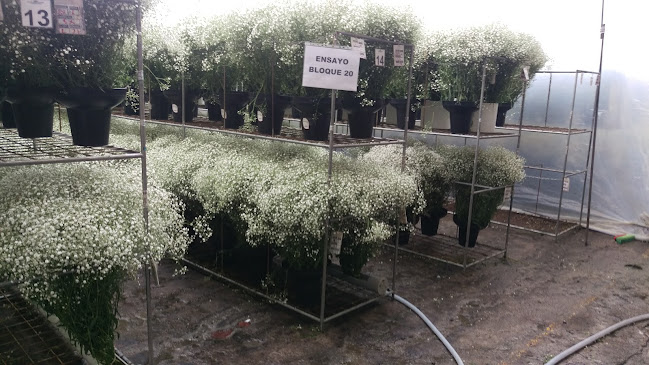 Plantación de Flores de Azama - Floristería