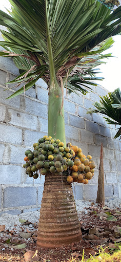 Vườn ươm Trí Chín Eakmat