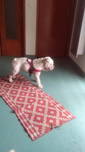Clinica Veterinaria do Algueirao Horário de abertura