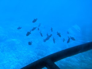 Reef Dancer - photo 87