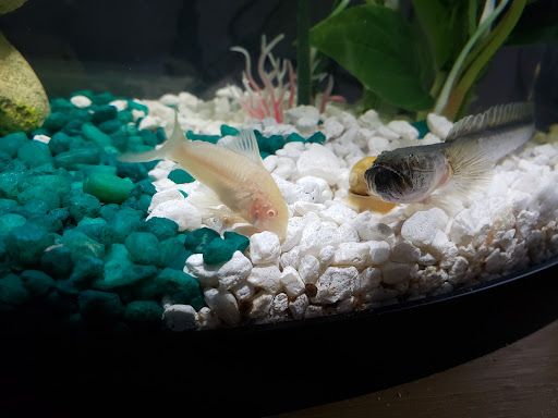 Pet Store «Exotic Fish», reviews and photos, 406 Northside Dr # F, Valdosta, GA 31602, USA