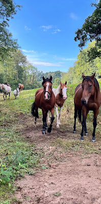 Le Domaine de Capucine en Normandie entre Deauville et Cabourg. Pension pour chevaux, centre équestre et ferme pédagogique. à Branville