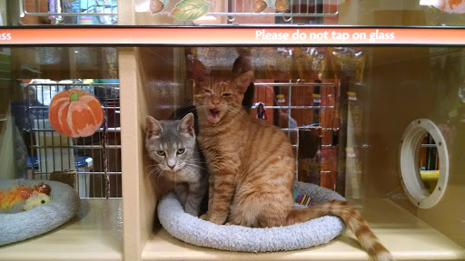 Pet Supply Store «PetSmart», reviews and photos, 131 Town Center Rd, King of Prussia, PA 19406, USA