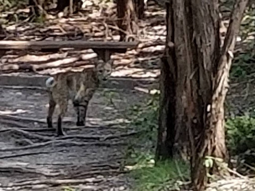 Nature Preserve «Lester Lorch Nature Preserve», reviews and photos, 1823 Texas Plume Rd, Cedar Hill, TX 75104, USA
