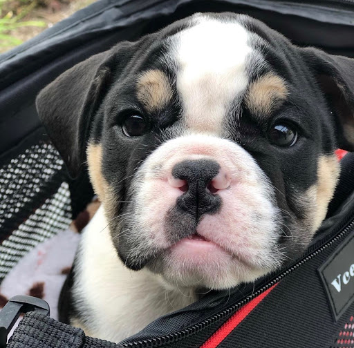 Pet Supply Store «Petropolis Camarillo», reviews and photos, 5800 Santa Rosa Rd Suite 144, Camarillo, CA 93010, USA