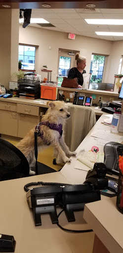 Desert Veterinary Medical Specialists image