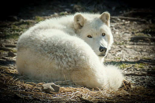 Zoo «Turtle Back Zoo», reviews and photos, 560 Northfield Ave, West Orange, NJ 07052, USA