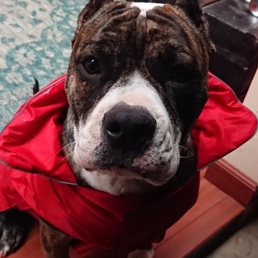 Pet Supply Store «PetSmart», reviews and photos, 157 Levittown Pkwy B, Levittown, PA 19055, USA