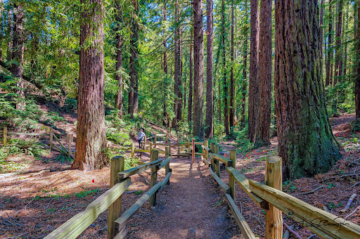 Fern Ravine