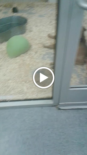 Pet Store «The Puppy Place», reviews and photos, 935 Riverdale St, West Springfield, MA 01089, USA