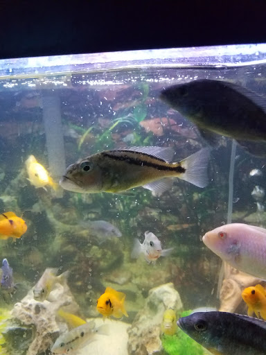 Pet Store «Pet Land», reviews and photos, 1450 Fort Campbell Blvd, Clarksville, TN 37042, USA