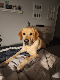 Pet Nanny Pet Sitting Service Inc. - Photo 3 - Car repair in , Coral Springs