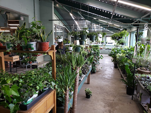 Bonsai plant supplier Ottawa