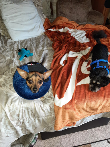 Pet Supply Store «PetSmart», reviews and photos, 2770 FM 365 c, Port Arthur, TX 77640, USA