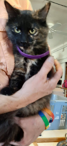 Thrift Store «Alpine Humane Society Thrift Store», reviews and photos, 706 N 5th St, Alpine, TX 79830, USA