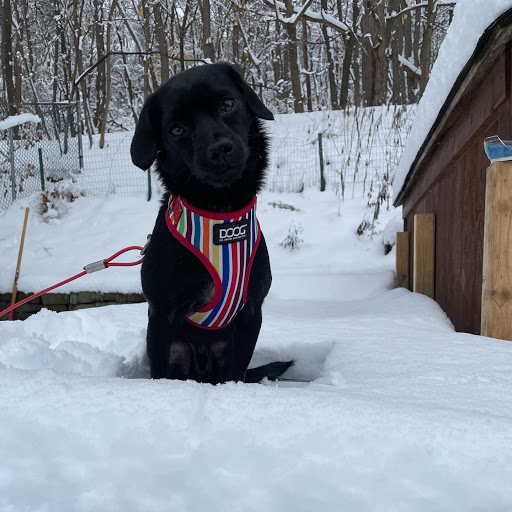 Pet Supply Store «Healthy Pet Products», reviews and photos, 3043 Washington Rd, McMurray, PA 15317, USA