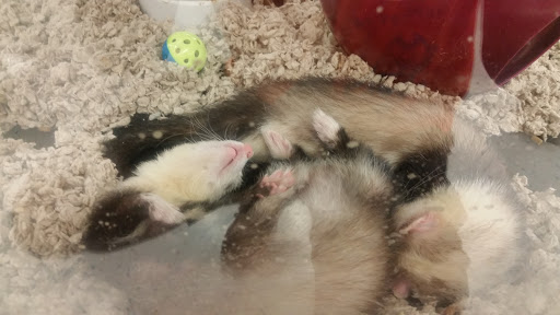 Pet Supply Store «Petco Animal Supplies», reviews and photos, 12014 SW 88th St, Miami, FL 33186, USA