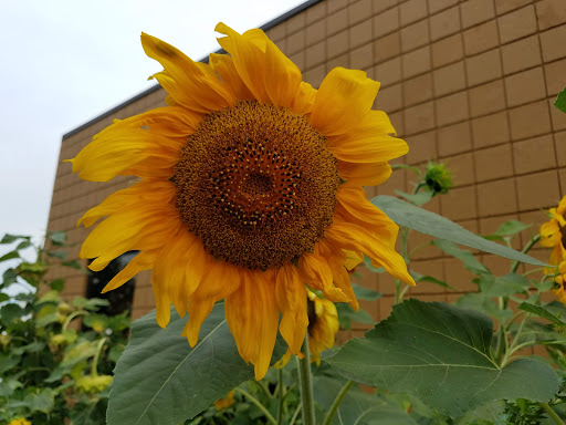 Coffee Shop «RoosRoast Coffee», reviews and photos, 1155 Rosewood St b, Ann Arbor, MI 48104, USA