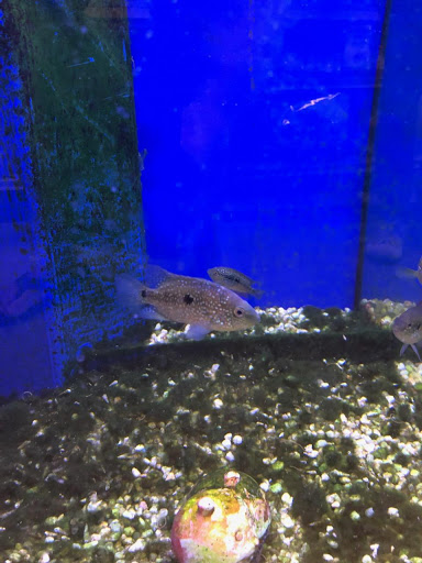 Pet Store «Bird Dog & Catfish», reviews and photos, 115 Old Boerne Rd, Bulverde, TX 78163, USA