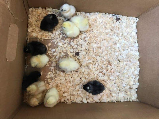 Home Improvement Store «Tractor Supply Co.», reviews and photos, 15981 OH-170, East Liverpool, OH 43920, USA