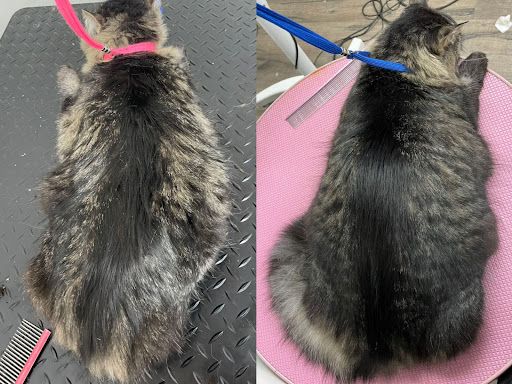 Paw Paw Pet Grooming image