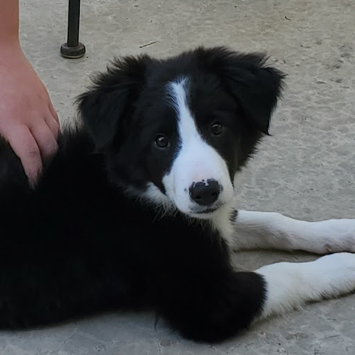 Pet Store «Art In Motion Pets», reviews and photos, 1893 S Western Ave, Marion, IN 46953, USA