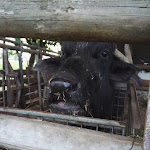 Photo n°4 de l'avis de Eva.e fait le 27/04/2017 à 06:31 sur le  Agriturismo La Crivella à Abbiategrasso