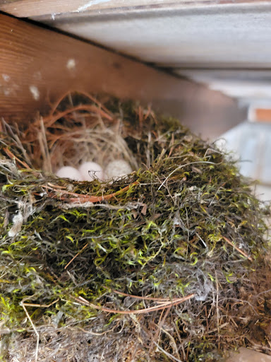 Wildlife Refuge «Great Meadows National Wildlife Refuge», reviews and photos, 73 Weir Hill Rd, Sudbury, MA 01776, USA