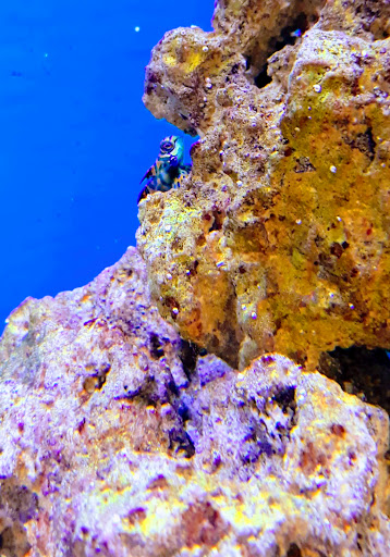 Pet Supply Store «Petco Animal Supplies», reviews and photos, 3480 Wilkes Barre Blvd, Wilkes-Barre, PA 18702, USA