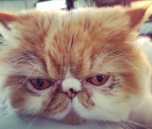 Pet Supply Store «PetSmart», reviews and photos, 4240 S Mooney Blvd, Visalia, CA 93277, USA