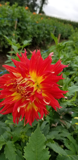 Florist «Pinewood and Posies», reviews and photos, 4547 White Oak Rd, Paradise, PA 17562, USA