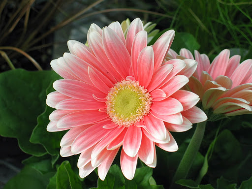 Ebert's Greenhouse Village