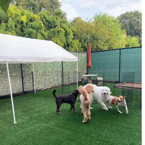 Pet Groomer «The Pet Set - Buckhead», reviews and photos, 2480 Briarcliff Rd NE #3, Atlanta, GA 30329, USA