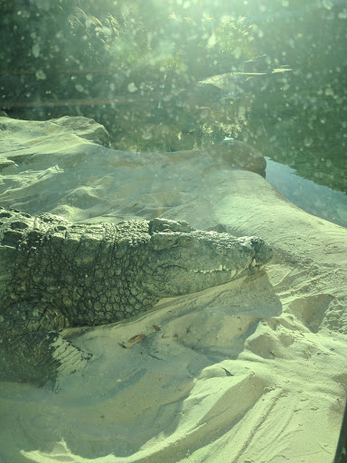 Zoo «Memphis Zoo», reviews and photos, 2000 Prentiss Pl, Memphis, TN 38112, USA